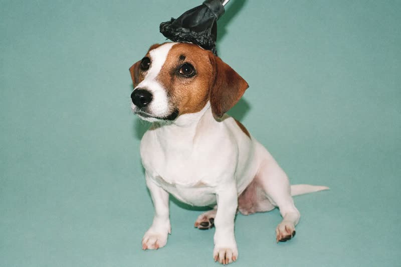 A clean, freshly groomed Jack Russell sitting upright