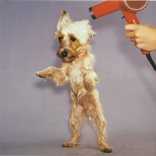 A small dog being blow dried, its coat lifting in the warm air